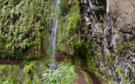 Trek de la randonnée Levada Do Rei à Madère dans une ancienne forêt luxuriante