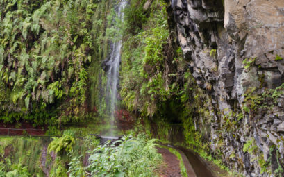 Trek de la randonnée Levada Do Rei à Madère dans une ancienne forêt luxuriante