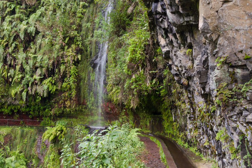 Trek de la randonnée Levada Do Rei à Madère dans une ancienne forêt luxuriante